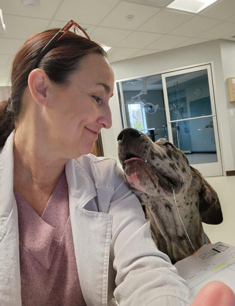 Best Vet Hospital In DeWitt, MI DeWitt Veterinary Hospital